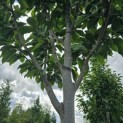 Magnolia 'Wada's Memory' - Foto 2