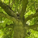 Tilia americana 'Nova' - 9