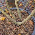 Amelanchier lamarckii - 3
