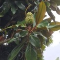 Magnolia grandiflora 'Galissonnière' - 4