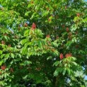 Aesculus pavia var. discolor - Afbeelding 4