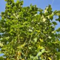 Koelreuteria paniculata 'Fastigiata' - 1