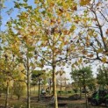 Platanus x hispanica - 6