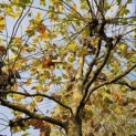 Platanus x hispanica - 5