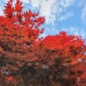 #143 Acer palmatum 'Bloodgood' Japanischer Ahorn