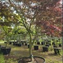 Acer palmatum 'Trompenburg' - Foto 2