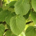 Davidia involucrata - 3