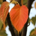 Davidia involucrata - 2