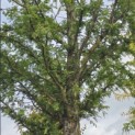 Metasequoia glyptostroboides - Foto 1