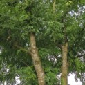 Gleditsia triacanthos 'Skyline' - 3