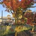 Acer palmatum - 1