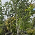 Betula utilis 'Doorenbos' - 5