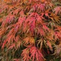 Acer palmatum 'Shigure bato' - Foto 1