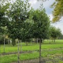 Prunus laurocerasus 'Novita' - Foto 1