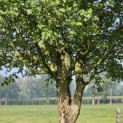 Acer campestre - Foto 1