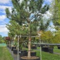 Pinus nigra 'Nigra' - Foto 2