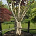 Heptacodium miconioides - Foto 4