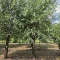 Salix Alba - Foto 2