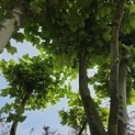 Platanus x Hispanica - 2