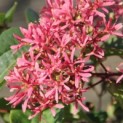 Heptacodium miconioides - Foto 2