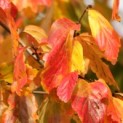 Parrotia persica - 1