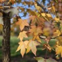 Liquidambar styraciflua - 2