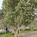 Osmanthus x Burkwoodii - 5