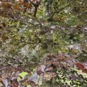 Fagus sylvatica 'Atropunicea' - 5