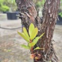 Arbutus unedo - Foto 6