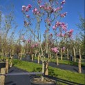 Magnolia 'Susan' - 1