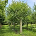 Pterocarya Stenoptera - 1