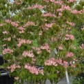 Cornus 'Rosy Teacups' - Foto 2