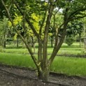 Zelkova serrata - 3
