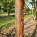 Acer griseum - 1