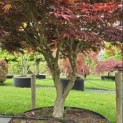Acer palmatum 'Sumi-Nagashi' - Foto 3