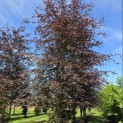 Fagus sylvatica 'Atropunicea' - mei 2026