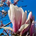 Magnolia 'Soulangeana' - Foto 1
