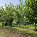 Prunus avium 'Plena' - 2