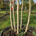 Cercis chinensis 'Avondale' - 2
