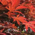 Acer palmatum 'Sumi-Nagashi' - 8