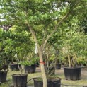 Styrax japonicus - 1