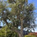 Quercus Suber - Foto 3