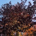 Fagus sylvatica 'Atropunicea' - mei 2026