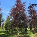 Fagus sylvatica 'Atropunicea' - mei 2026