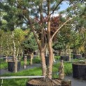 Pinus sylvestris - 2