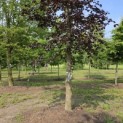Fagus sylvatica 'Riversii' - 5