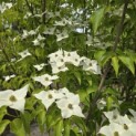 Cornus kousa 'Milky Way' - Foto 1