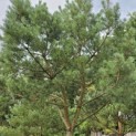 Pinus sylvestris - Foto 2