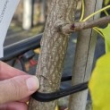 Ginkgo biloba fastigiata 'Blagon' - 3