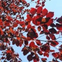 Fagus sylvatica 'Atropunicea' - impressie kleurnuances rode of bruine beuk voorjaarsrood